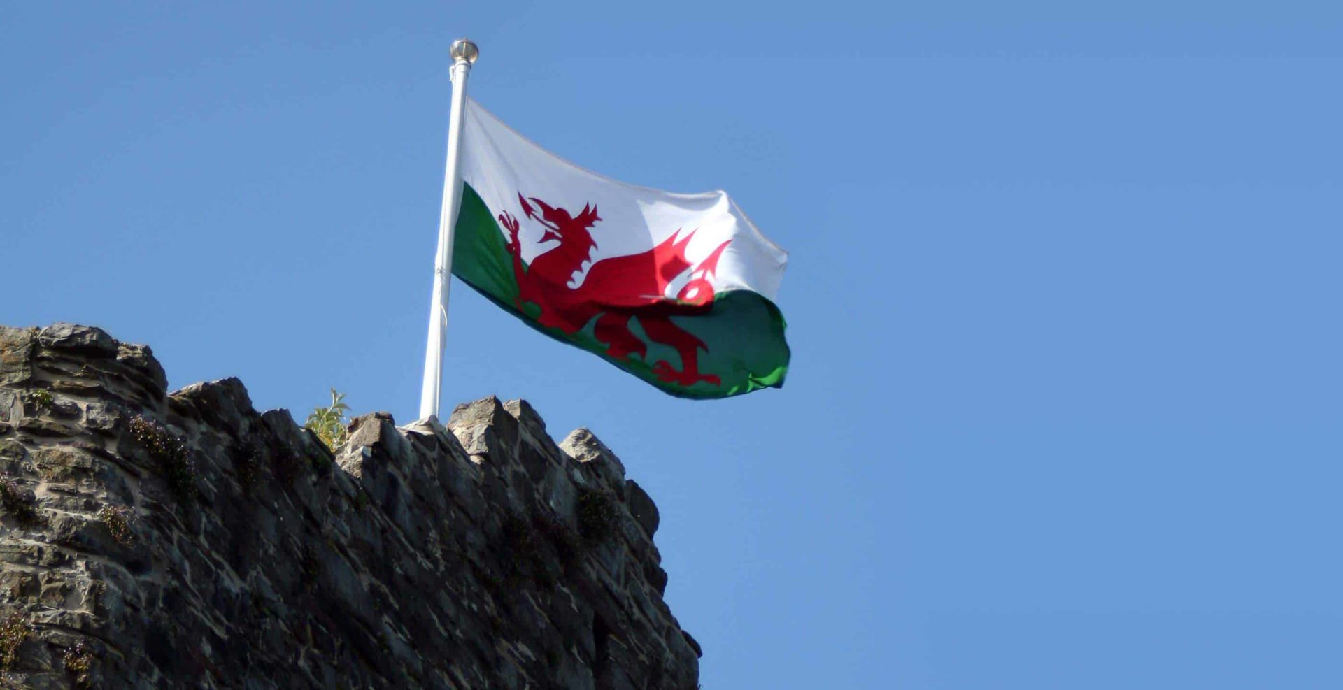 The Leek - National Emblem of Wales and the Welsh