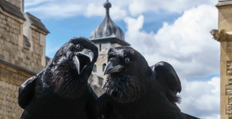 The Ravens at the Tower of London, England