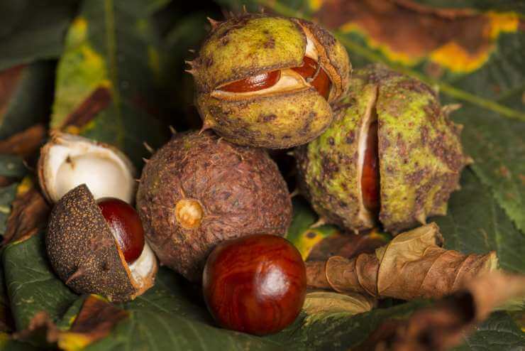 the-game-of-conkers-historic-uk