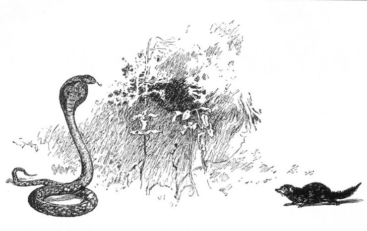 Rikki-tikki-tavi confronts Nag. Drawing by W. H. Drake.