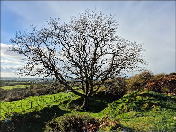 This tree is one of several now growing in Blackdown's still visible earthworks. Photo by Mike Edwardson.