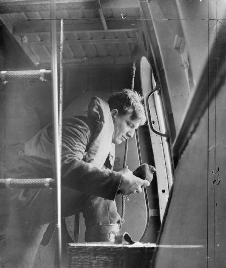 An aircrew sergeant about to launch a carrier pigeon from a flying boat. Wikimedia Commons.