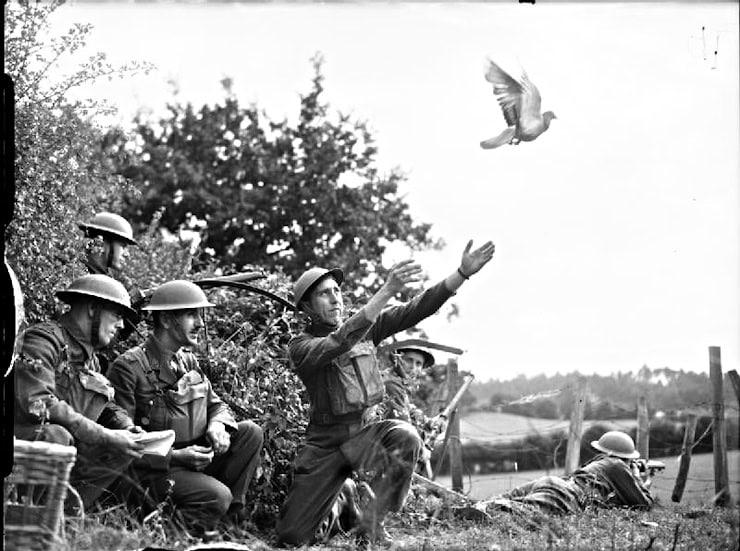 British soldiers release a carrier pigeon, 15 August 1940. Wikipedia Commons